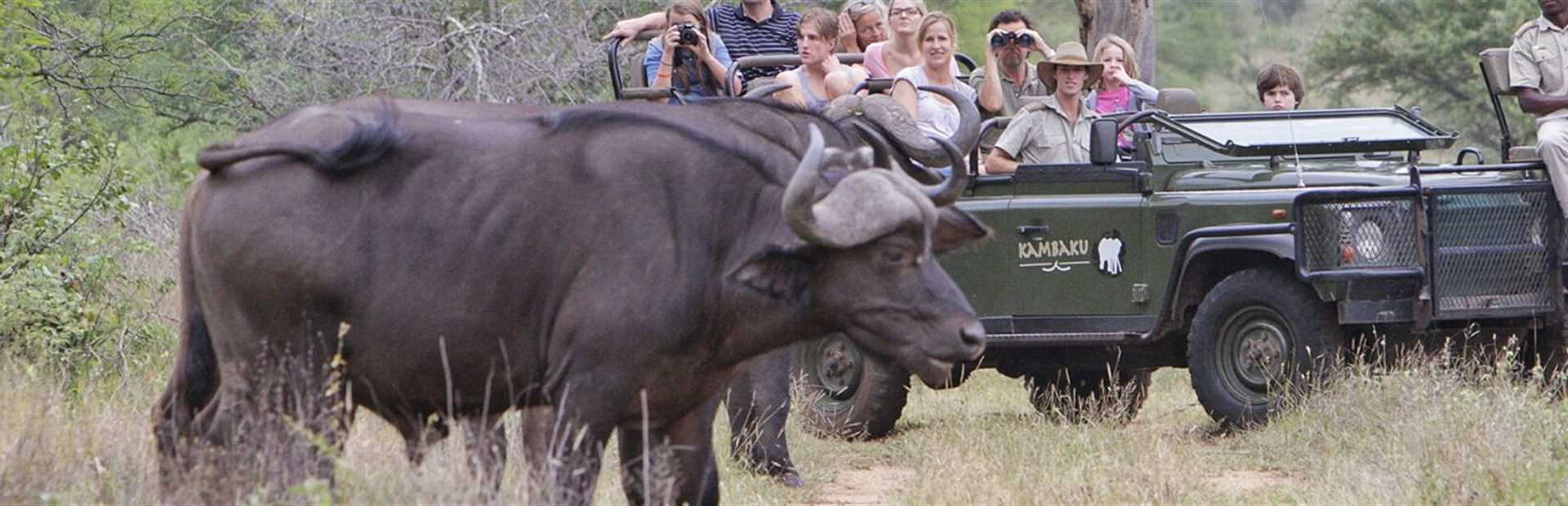 Kambaku Safari Lodge